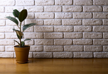 Rubber plant in pot on floor near brick wall, space for text