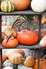 pumpkins and gourds in the garden