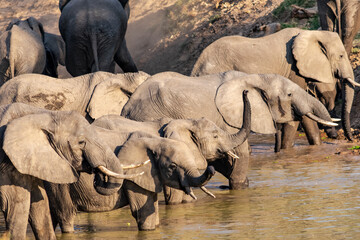 Amazing close up of a huge elephants group crossing the waters of an African river