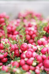 Autumn plant in the garden