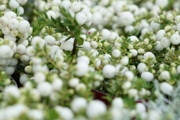white flowers with berries