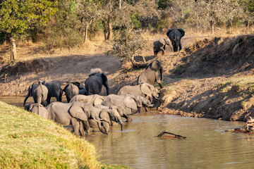Amazing close up of a huge elephants group crossing the waters of an African river
