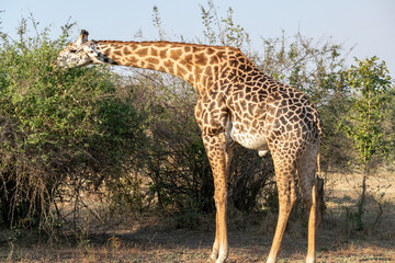 Naklejka na ściany i meble Close-up of a huge giraffe eating in the bush
