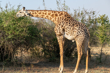 Close-up of a huge giraffe eating in the bush