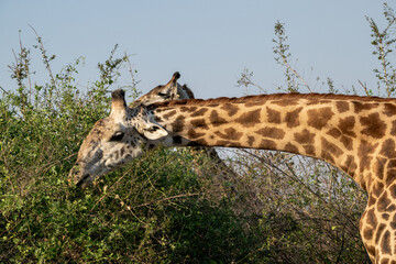 Close-up of a huge giraffe eating in the bush