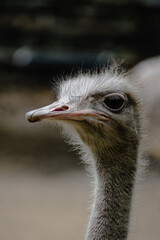 ostrich with casual look on abstract background