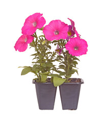 Pack containing two seedlings of pink-flowering petunia plants ready for transplanting into a home garden isolated