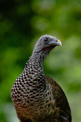 brown and white plumage bird with casual look on green background