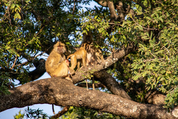 Close-up of a group of baboos grooming on a tree