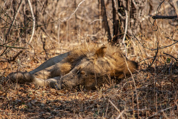 Close-up of a beautiful lion resting after hunting