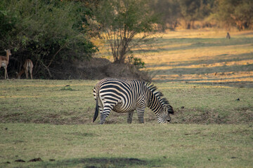 Close-up of a pregnant zebra eating in the savanna