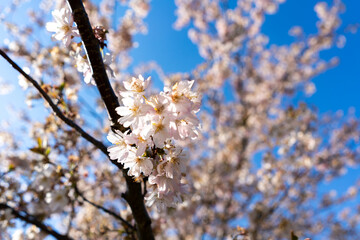 Flowering fruit tree against blue sky in spring