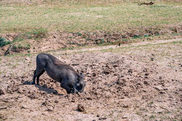 Close-up of a huge warthog eating in the savanna