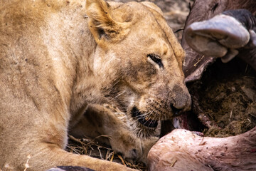 Close-up of a beautiful lioness feeding on a freshly killed buffalo.