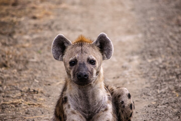 Wonderful closeup of spotted hyena in the savanna