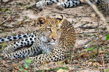Fototapeta na wymiar Close-up of a leopard cub resting in the bush after eating
