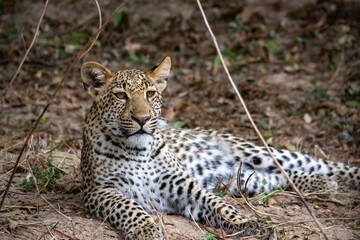 Close-up of a leopard cub resting in the bush after eating