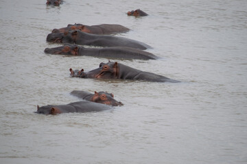 Amazing view of a group of hippos resting in African river