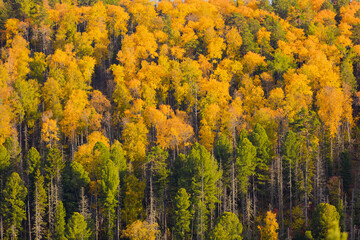 Bright yellow and green trees in the autumn forest on mountain slope. Landscape with golden forest in autumn day