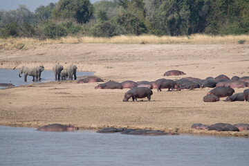 Amazing view of groups of hippos and elephants on the sandy banks of an African river