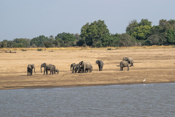 Amazing close up of a elephants family with cubs on the sandy banks of an African river