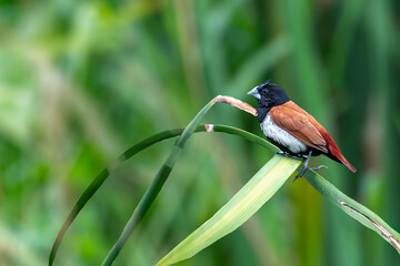 A tricolor munia perching on a long grass