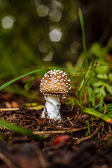 Amanita pantherina dangerous mushroom