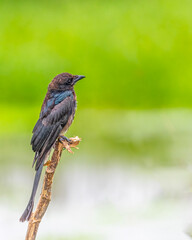 A Juvenile Drango resting on a branch
