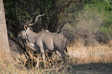 Obraz premium Amazing close up of huge male kudu moving on the sandy banks of an African river