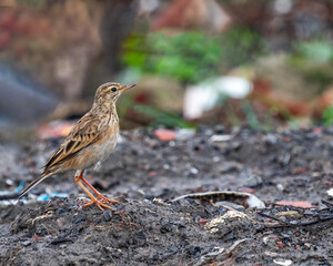 A Field Pipit in a mud ground