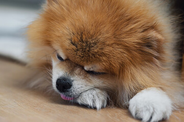 Cute fluffy pomeranian dog sleeping with tongue out on a floor. Resting happy animal having a nap. Purebred puppy.