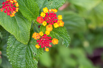 Spanish Flag or West Indian Lantana (Lantana camara), flowers, ornamental plant, in poisson garden, Parque Ethnografica de Guimar, Guimar, Tenerife, Canary Islands, Spain. Spring and summer
