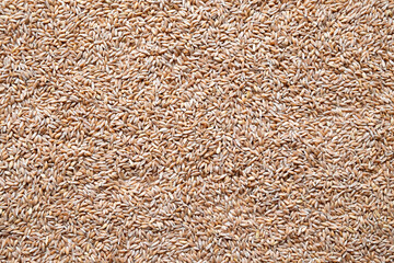 Wheat grain texture. Abstract cereals background. View from above