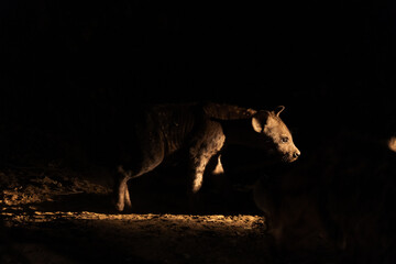 Wonderful closeup of spotted hyena cub in the savanna during the night