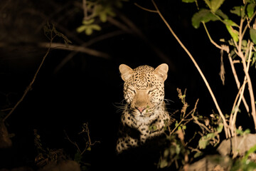 Close-up of a leopard resting in the bush during the night