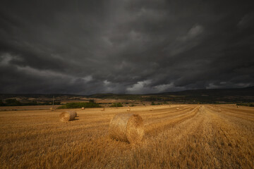 Fototapeta premium Harvest time, summer field in Espejo Alava