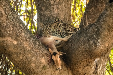 Close-up of a leopard eating an impala on a tree