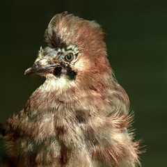 Eichelhäher Portrait