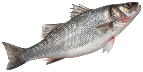 Raw sea bass, fresh seabass fish isolated