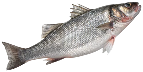 Poster Raw sea bass, fresh seabass fish isolated © xamtiw