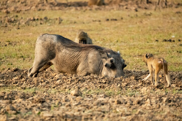 Fototapeta na wymiar Close-up of a huge warthog eating in the savanna