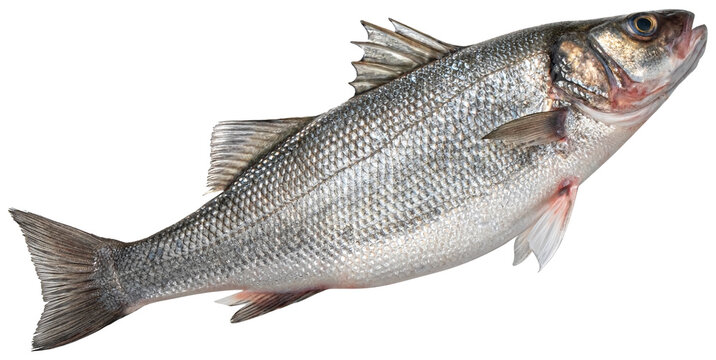 Raw sea bass, fresh seabass fish isolated