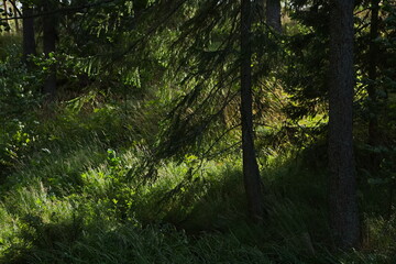 The play of sunlight in the Karelian forest.