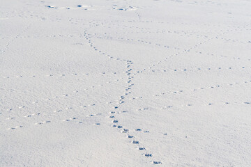 Intertwined footprints of wild animals in the snow. Animal tracks in the snow.
