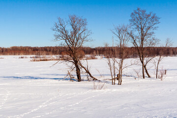 Fototapeta na wymiar Animal tracks in the snow. Winter landscape with traces of wild animals.