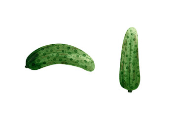 Watercolor cucumber illustration. Botanical illustration with cucumbers vegetable collection