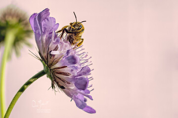 Honigbiene an Skabiose