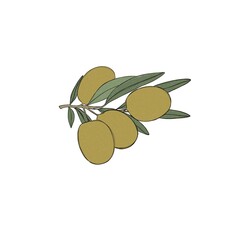 A sprig of olive tree, green olive berries, a set of illustrations painted in watercolor, isolated on a white background. Botanical elements for packaging design