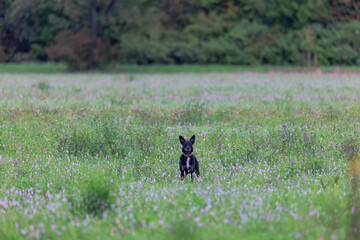 A black mixed breed dog with brown collar jumps over a green meadow