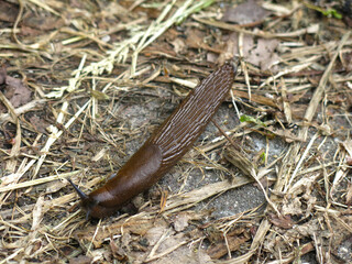 huge Portuguese brown Spanish slug (Arion lusitanicus)